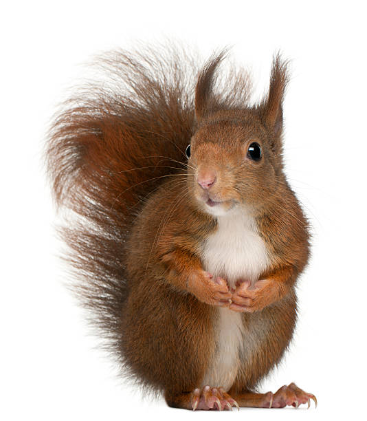 istock Eurasian red squirrel, Sciurus vulgaris, 4 years old 176227411