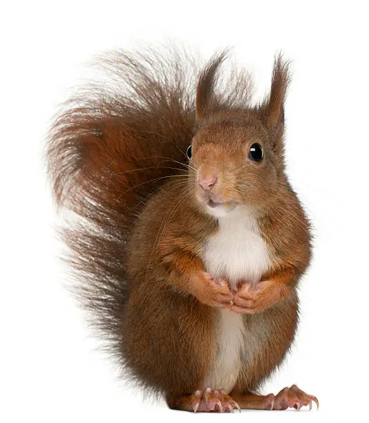 Eurasian red squirrel, Sciurus vulgaris, 4 years old, in front of white background