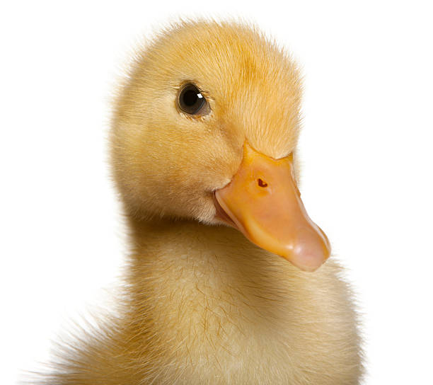 istock Close-up of Duckling, 1 week old, isolated on white background 176227529