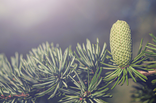 Close up of evergreen tree with cone. Do ex