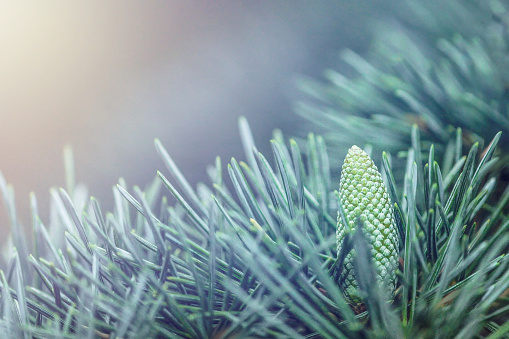 Close up of evergreen tree with cone.