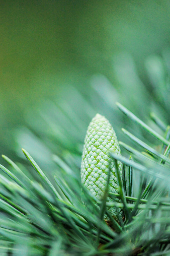 a dry pine cone next to pine leaves in a Spanish pine forest at ground level in the early morning, concept of drought, fire danger