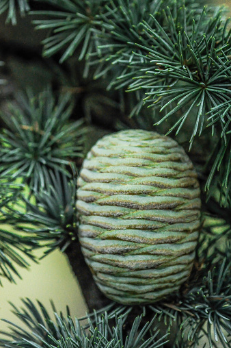 Close up of evergreen tree with cone.