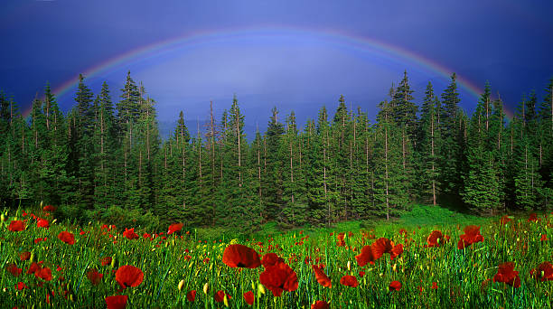 Photo of Rainbow-arc