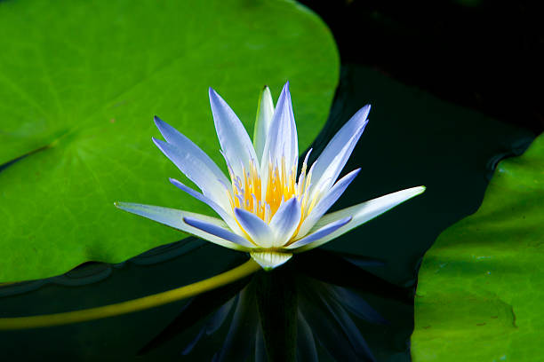 바이브런트 멀티컬러 amazon 수련 요금보기 대규모 fronds. - victoria water lily 뉴스 사진 이미지
