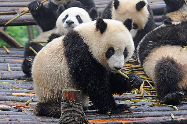 istock Giant panda bear eating bamboo shoots 176230583