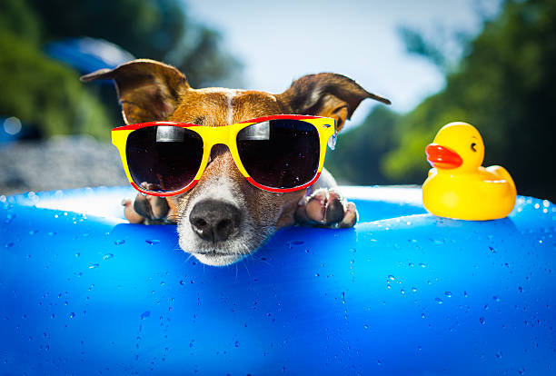 beach dog dog on  blue air mattress  in water refreshing sunbathing photos stock pictures, royalty-free photos & images