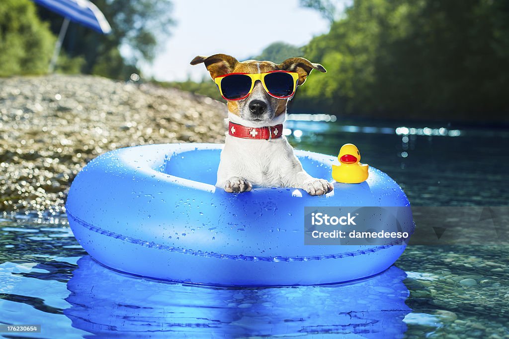 Cute dog in water tube with sunglasses on dog on  blue air mattress  in water refreshing Dog Stock Photo