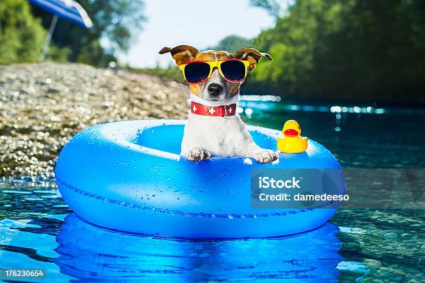 Cute Dog In Water Tube With Sunglasses On Stock Photo - Download Image Now - Dog, Eyeglasses, Beach