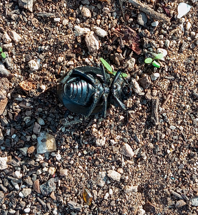 Black beetle on the ground.