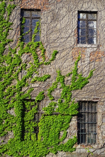 Ivy climbing the wall of an abandoned building