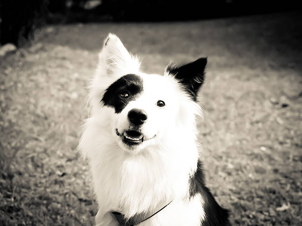 istock black and white dog in the meadow, 176231230