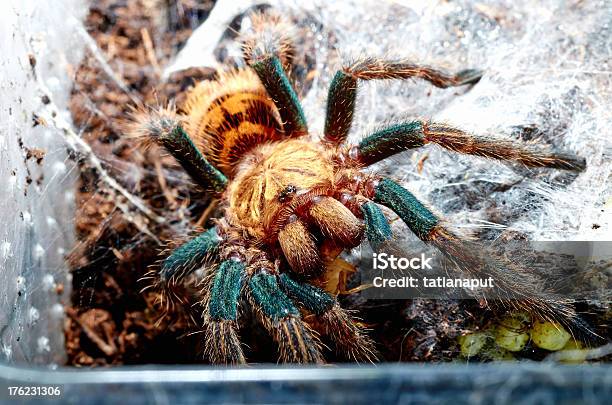 Photo libre de droit de Portrait De Spider Tarentule Du Venezuela Macro banque d'images et plus d'images libres de droit de Arachnophobie - Arachnophobie, Araignée, Beauté de la nature