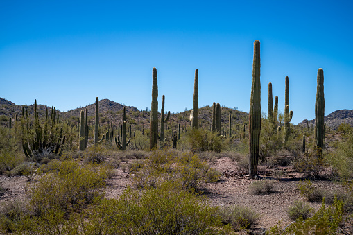Colorful desert scenery with cactus, saguaros, chollas, prickly pear, and stunning distant mountains.