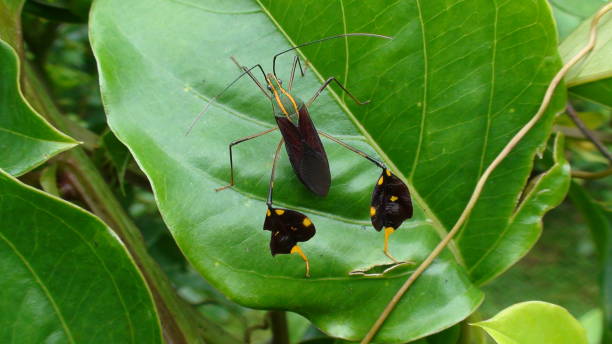 istock passion fruit stink bug - Diactor bilineatus 1762339267