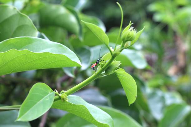 istock passion fruit stink bug - Diactor bilineatus 1762339622