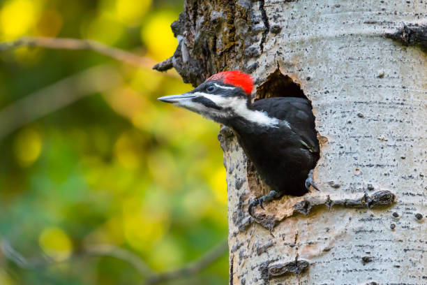 Pileated Woodpecker Bird Nesting in a Tree Trunk Wildlife Background