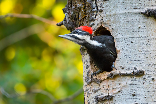 Female Pileated Woodpecker (Dryocopus pileatus) bird nesting in a tree trunk Canadian wildlife background. Hole in a tree.