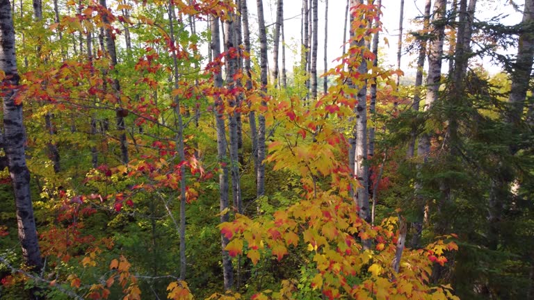 Drone flies through a forest covered in beautiful autumn colors.