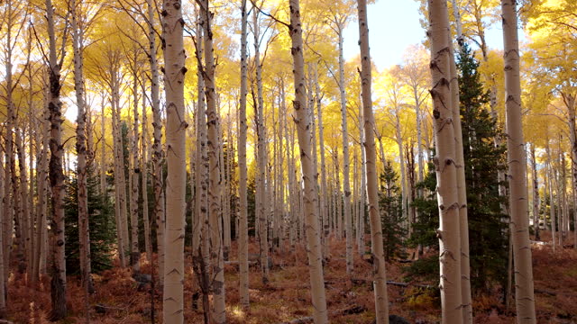 Tall quaking aspen tree canopy with sunlight piercing yellow autumn leaves