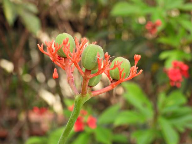istock Buddha belly plant (Jatropha podagrica) 1762345597