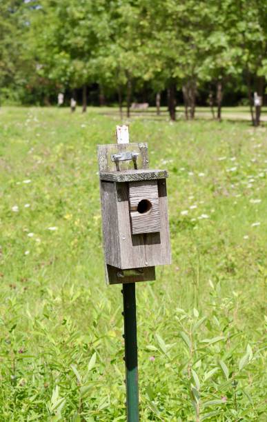 istock Box Wood Birdhouse 1762346972