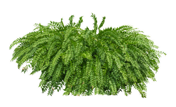 istock Tropical plant flower bush shrub tree isolated on white background with clipping path. 1762347026