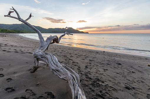 The sky is beautiful in Costa Rica on the beaches of Guanacaste, a beached tree bleaches in the sun