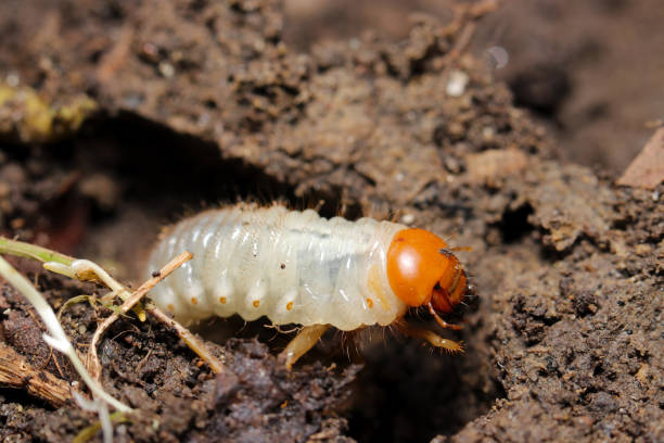 istock White and orange head Aodoukogane (Anomala albopilosa) Oriental beetle larvae emerging from the soil (Wildlife closeup macro photograph) 1762347168