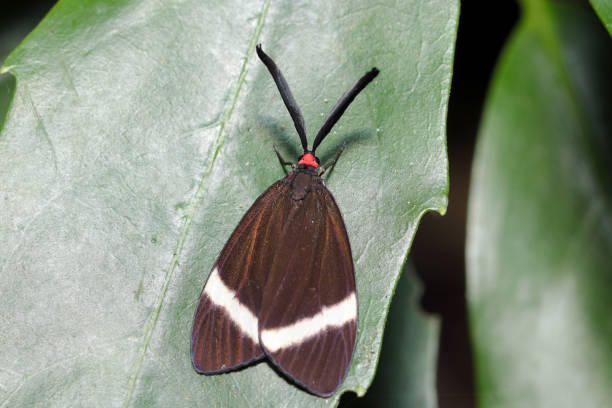 緑の葉に白い縞模様の黒い蛾(ホタルガ、ピドルス・グラウコピス・ドルリー)(自然の接写マクロ写真) - drury lane ストックフォトと画像