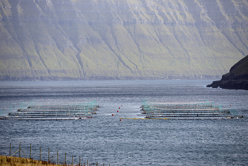Aerial view of an open water aquaculture salmon fishfarm with amazing landscape in the background on Faroe Islands