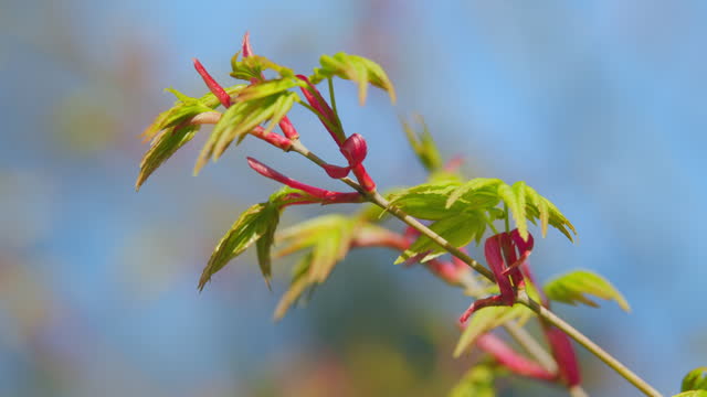 Spring Is Coming. Green Japanese Maple Shrub Or Tree. Acer Leaves In The Sunlight. Still.