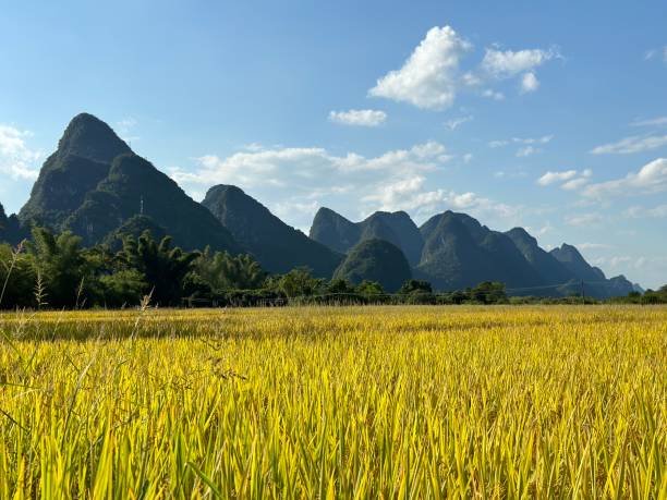 guilin yangshuo chine karstique montagne rizière - yangshuo photos et images de collection