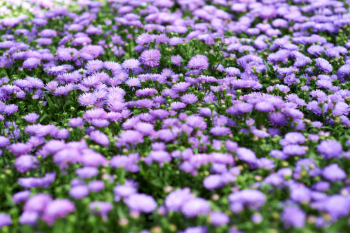 Blooming autumn aster of pink color