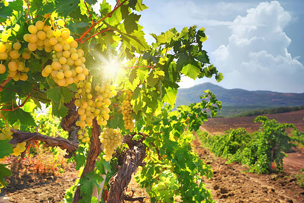 vineyard - sunlit grapes photos et images de collection