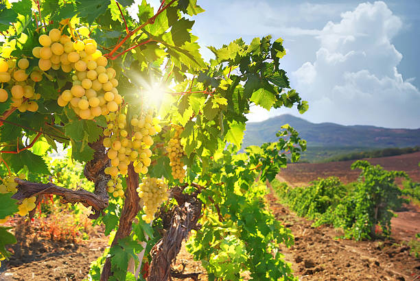 vinha - tuscany italy sunrise rural scene imagens e fotografias de stock