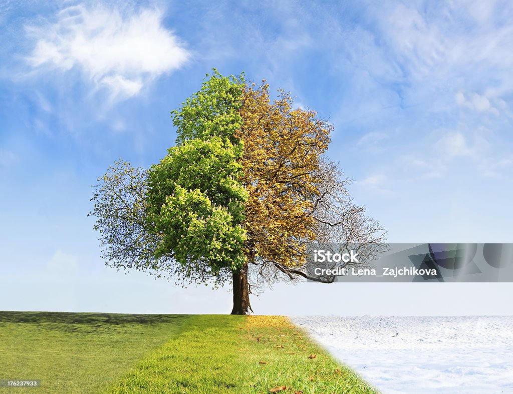 Four seasons tree - Lizenzfrei Vier Jahreszeiten Stock-Foto
