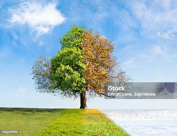 Four Seasons Tree Stockfoto und mehr Bilder von Vier Jahreszeiten - Vier Jahreszeiten, Herbst, Baum