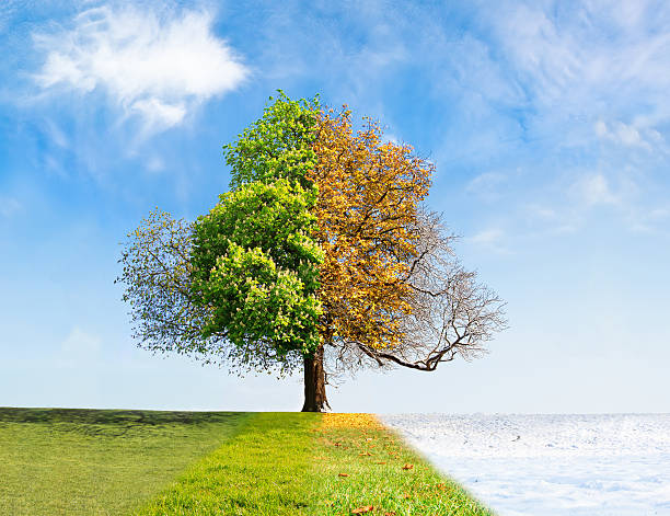 albero a quattro stagioni - quattro stagioni foto e immagini stock
