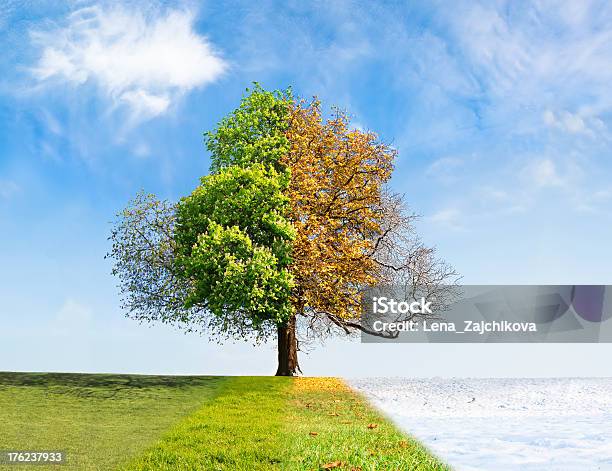 포시즌 트리 사계절에 대한 스톡 사진 및 기타 이미지 - 사계절, 가을, 나무