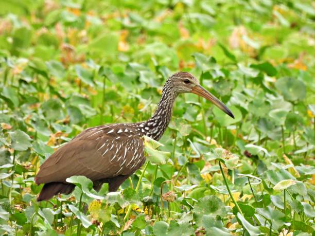 istock Limpkin (Aramus guarauna) -  foraging in the water plants 1762388995