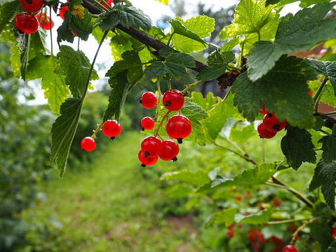 The redcurrant or red currant Ribes rubrum is a member of the genus Ribes in the gooseberry family. Tart flavor. High content of organic acids and mixed polyphenols. Bush with ripe currants close-up