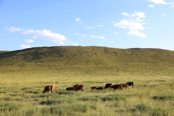 istock A herd of cattle was grazing on the prairie 1762396550