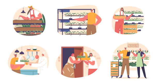 Farmers Characters Engage In Microgreen Production, Growing Tiny, Nutrient-packed Greens, Vector Illustration Farmers Characters Engage in Microgreen Production, Growing Tiny, Nutrient-packed Greens. Distribution Can Be Local Through Markets Or Restaurants Or Online. Cartoon People Vector Illustration restaurant labor union stock illustrations