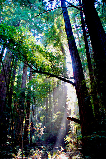 Sunlight streams through a tree canopy to the forest floor in the heart of Muir Woods National Monument in Northern California.