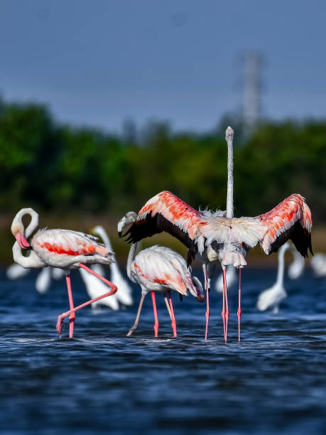 istock Beautiful flamingos 1762426176