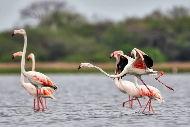 istock Beautiful flamingos 1762427739