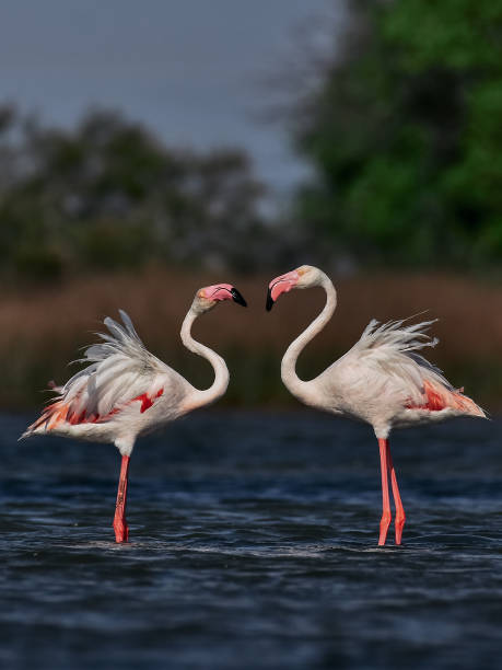 istock Beautiful flamingos 1762428760