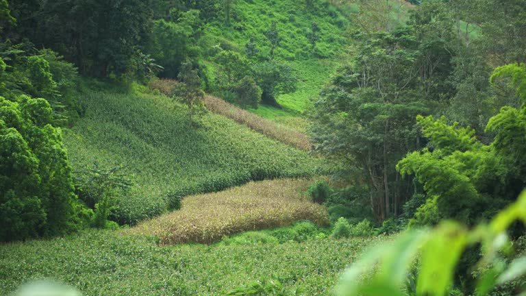 4k footage of asian nature rice field.