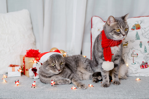 dog and cat and british cat wearing a santa hat